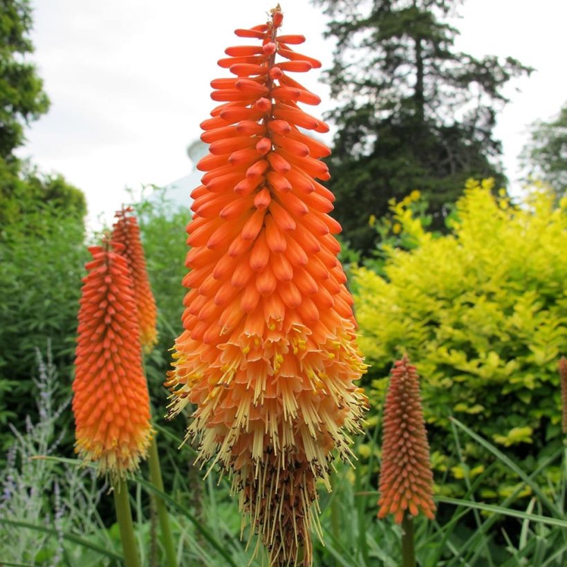 Kniphofia Alcazar (Floração)