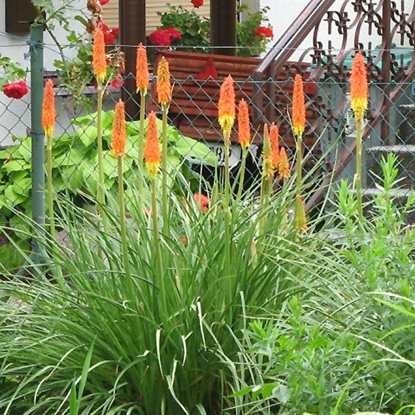 Kniphofia Alcazar (Hábito)