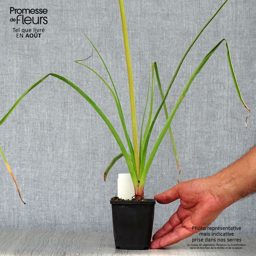 Amostra de Kniphofia Alcazar Vaso de 8/9 cm tal como entregue no verão
