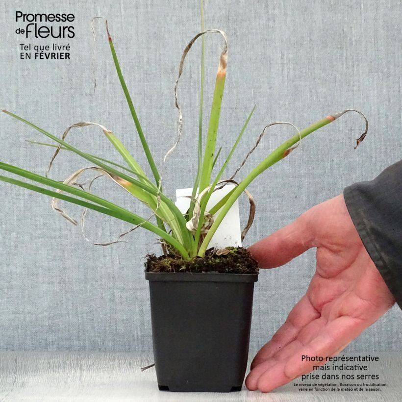 Amostra de Kniphofia Alcazar Vaso de 8/9 cm tal como entregue no inverno