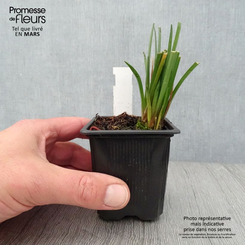 Amostra de Kniphofia Bees Lemon Vaso de 8/9 cm tal como entregue na primavera