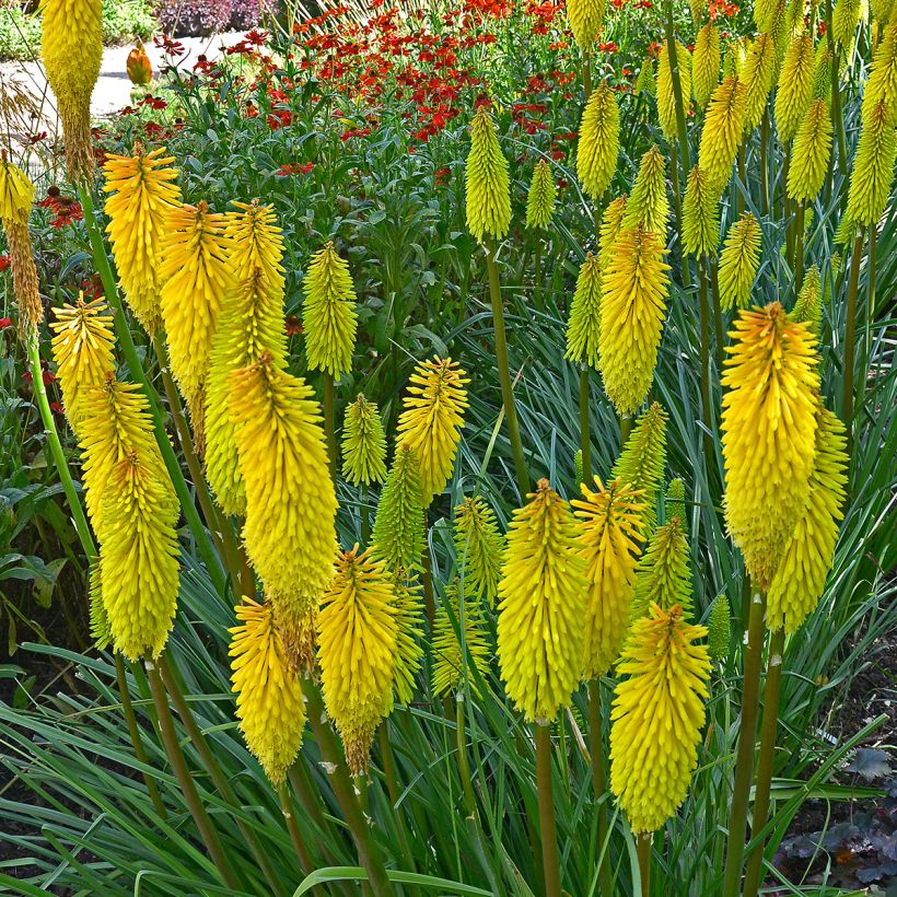 Kniphofia Bees Lemon (Hábito)