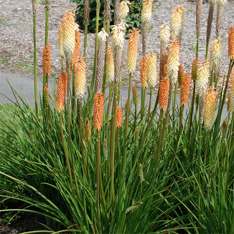 Kniphofia Cobra (Hábito)