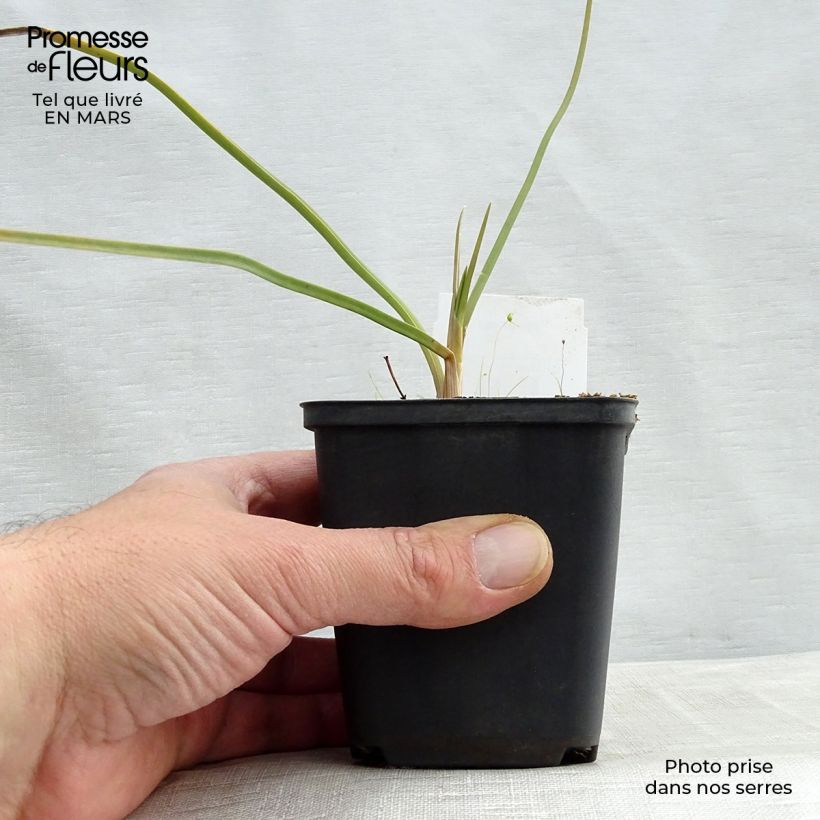 Amostra de Kniphofia Dorset Sentry Vaso de 8/9 cm tal como entregue na primavera