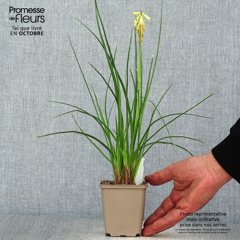 Amostra de Kniphofia Elvira Vaso de 8/9 cm tal como entregue no outono