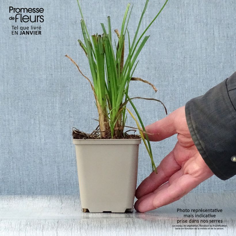 Amostra de Kniphofia Elvira - Tritoma Vaso de 8/9 cm tal como entregue no inverno