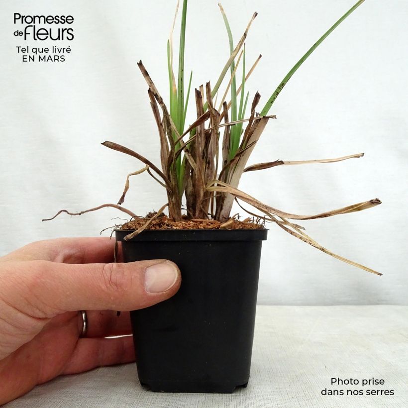 Amostra de Kniphofia Elvira Vaso de 8/9 cm tal como entregue na primavera