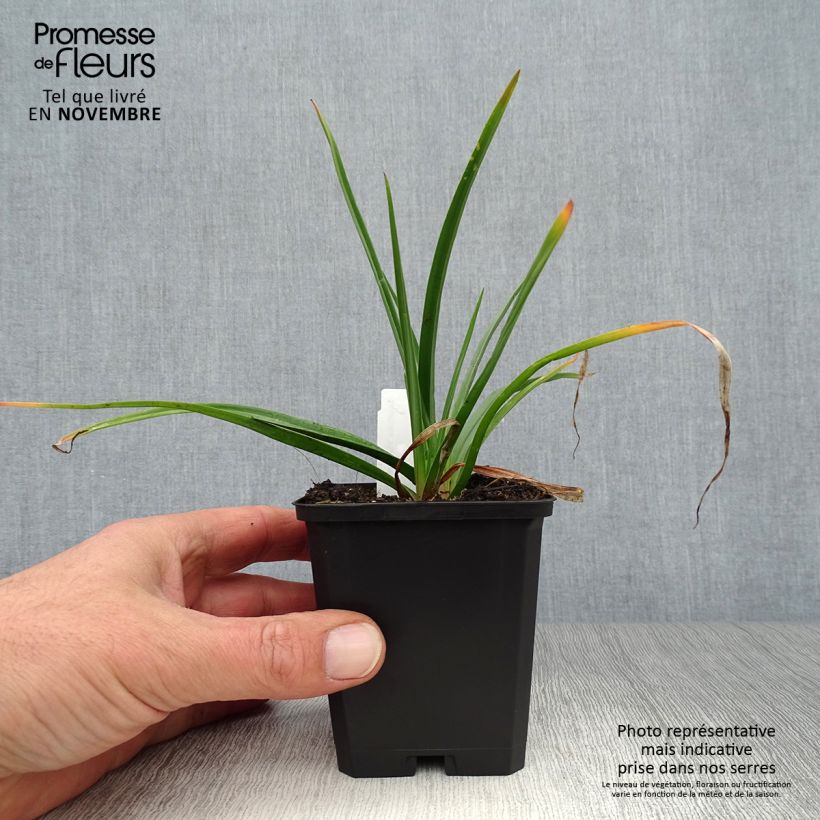 Amostra de Kniphofia Flamenco Vaso de 8/9 cm tal como entregue no outono