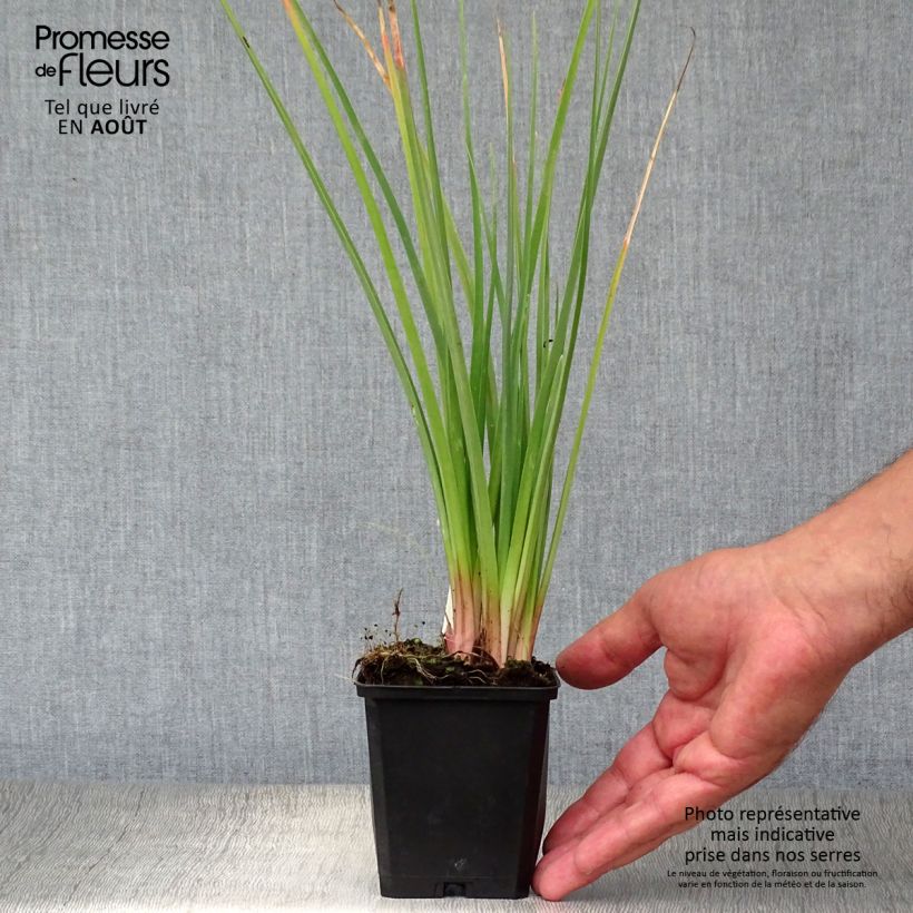 Amostra de Kniphofia Flamenco Vaso de 8/9 cm tal como entregue no verão
