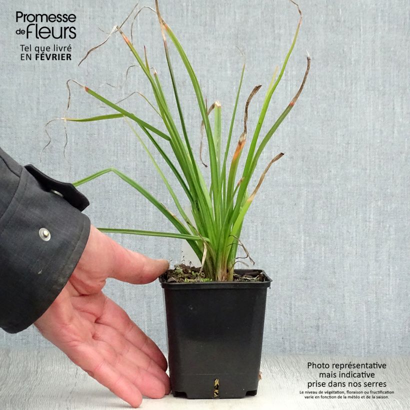 Amostra de Kniphofia Flamenco Vaso de 8/9 cm tal como entregue no inverno