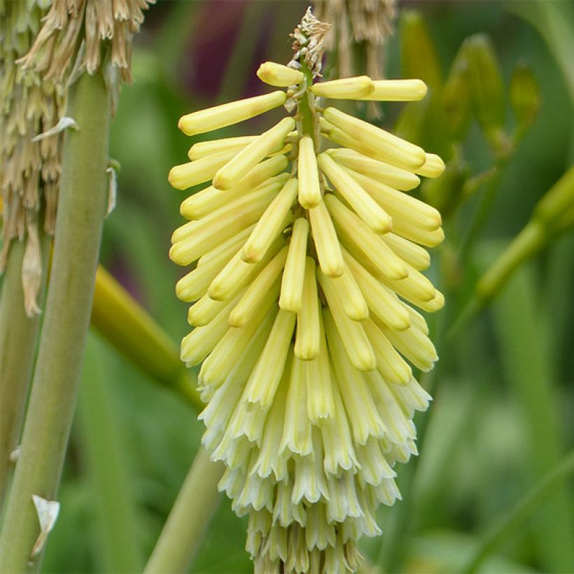 Kniphofia Green Jade (Floração)