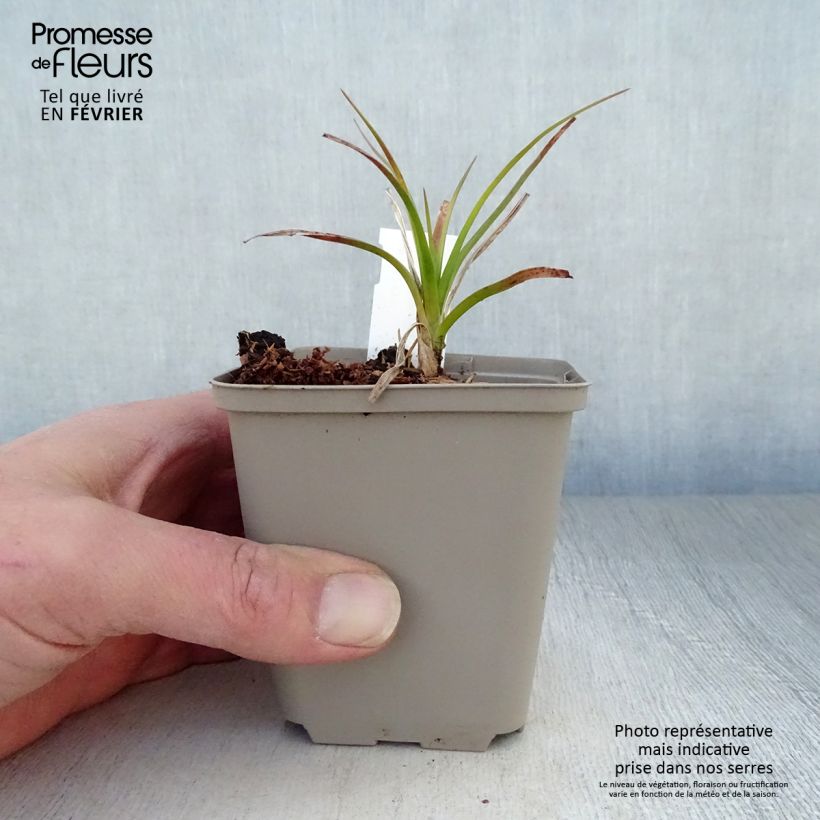 Amostra de Kniphofia Green Jade - Tritoma vert pomme et crème Vaso de 8/9 cm tal como entregue no inverno