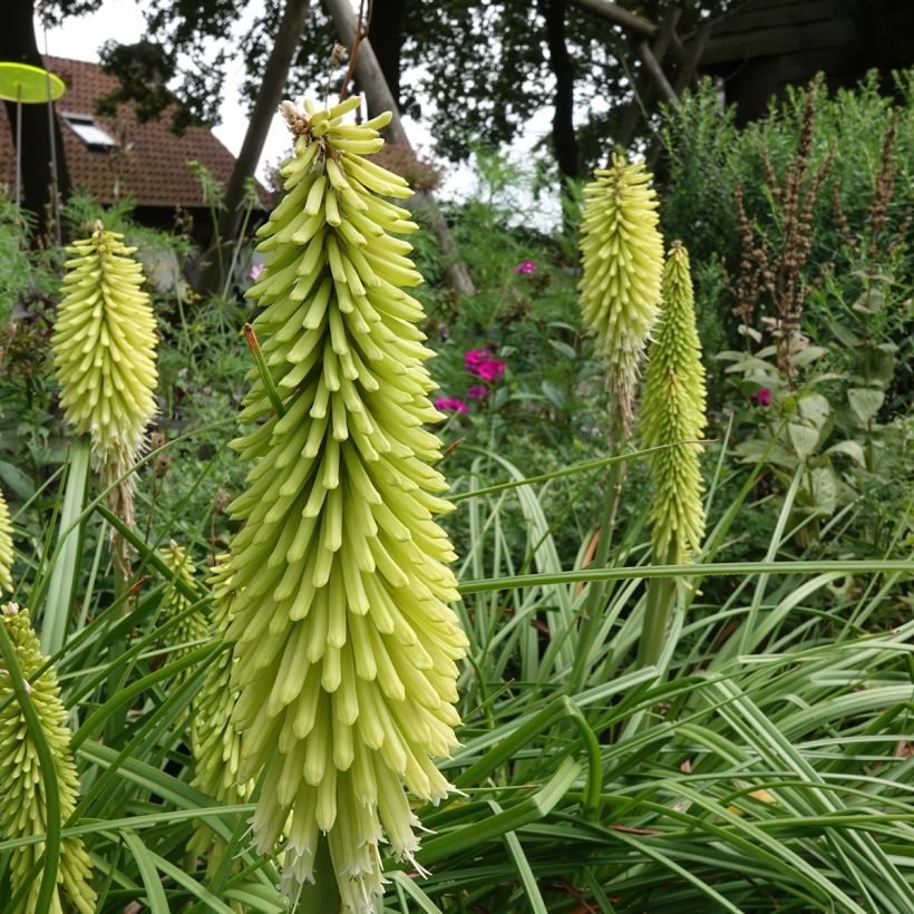 Kniphofia Green Jade (Hábito)
