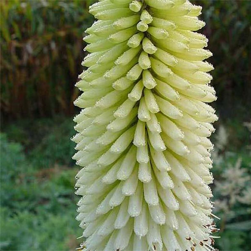 Kniphofia Ice Queen (Floração)