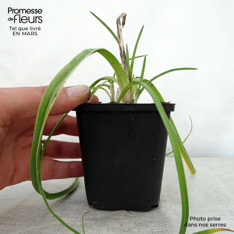 Amostra de Kniphofia Limelight - Tritoma Vaso de 8/9 cm tal como entregue na primavera