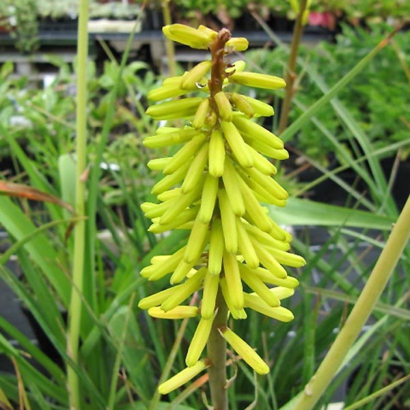 Kniphofia Little Maid (Floração)