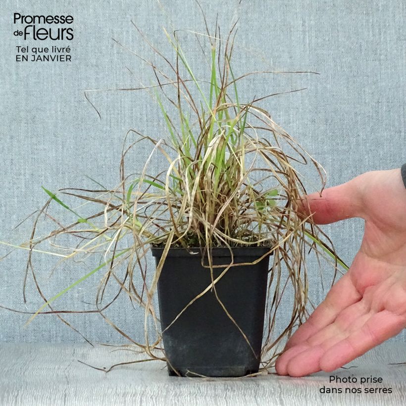 Amostra de Kniphofia Little Maid - Tison de satan Little Maid Vaso de 8/9 cm tal como entregue no inverno