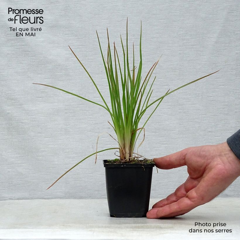 Amostra de Kniphofia Little Maid Vaso de 8/9 cm tal como entregue na primavera