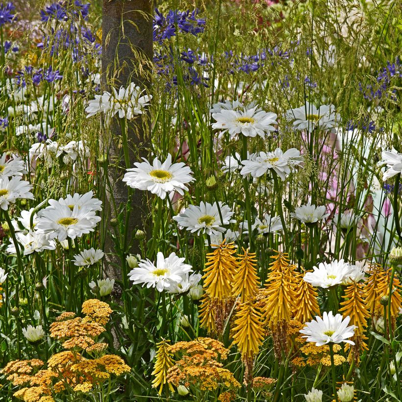 Kniphofia Little Maid (Hábito)