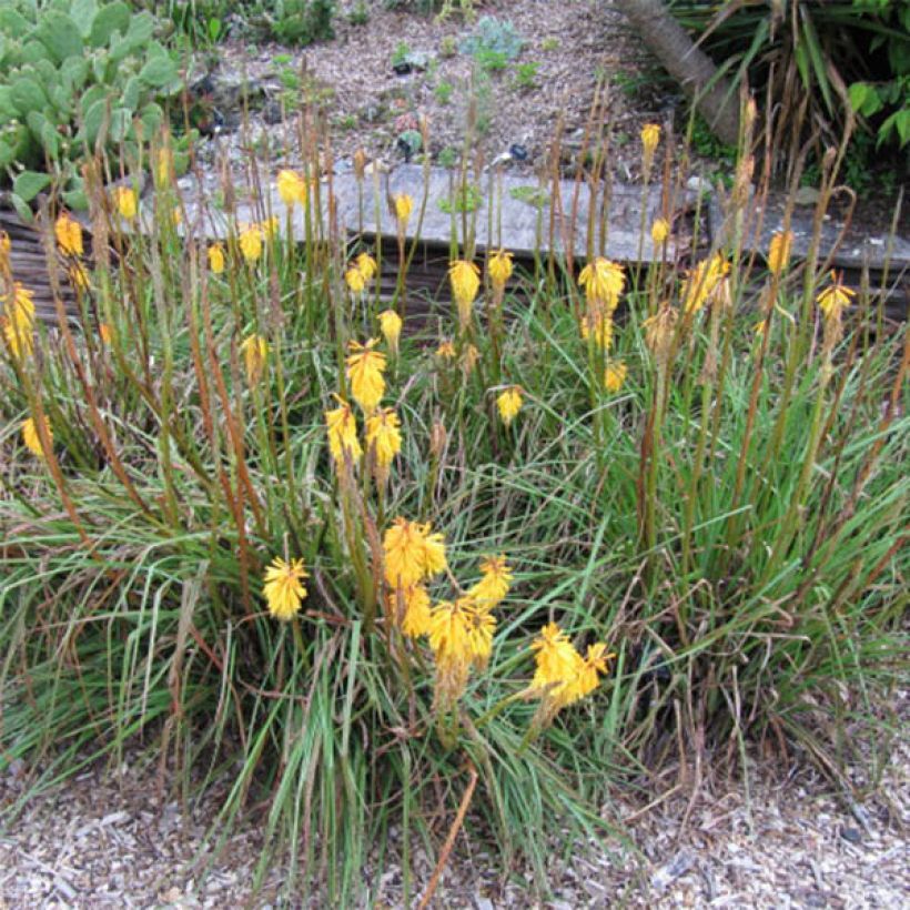 Kniphofia Minister Verschuur (Floração)