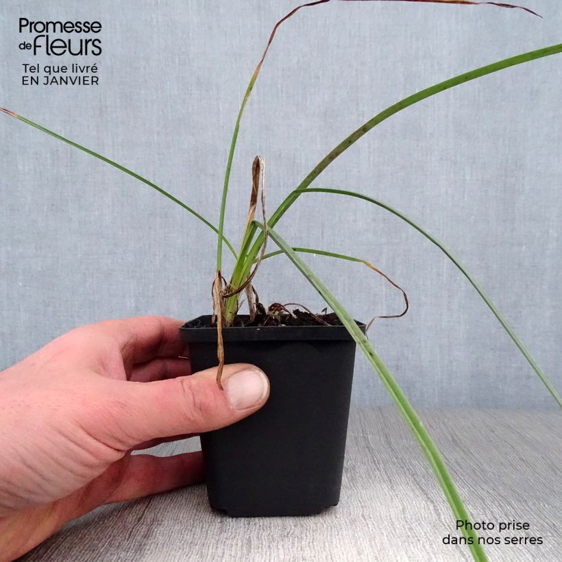 Amostra de Kniphofia Minister Verschuur - Tritoma jaune soufre Vaso de 8/9 cm tal como entregue no inverno