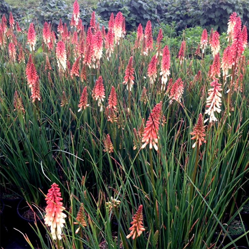 Kniphofia uvaria Orange Vanilla Popsicle (Floração)