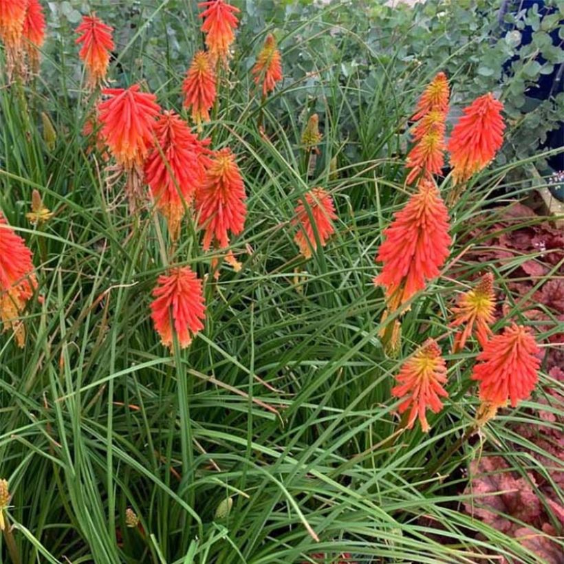 Kniphofia Papaya Popsicle (Hábito)