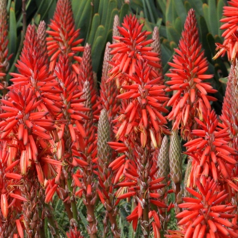 Kniphofia Red Rocket (Floração)