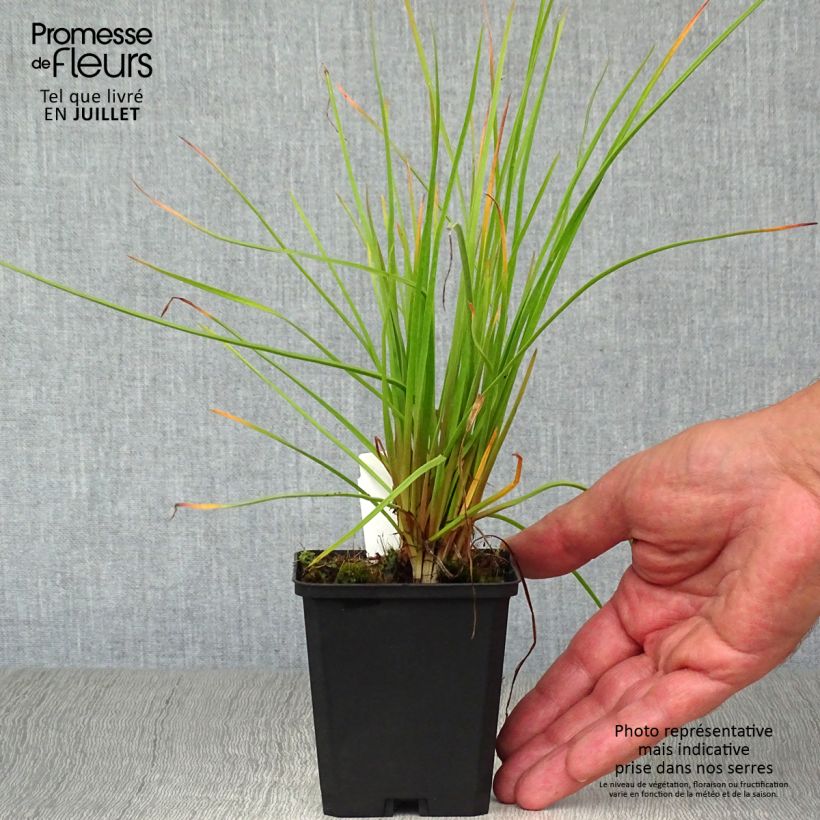 Amostra de Kniphofia Red Rocket Vaso de 8/9 cm tal como entregue no verão