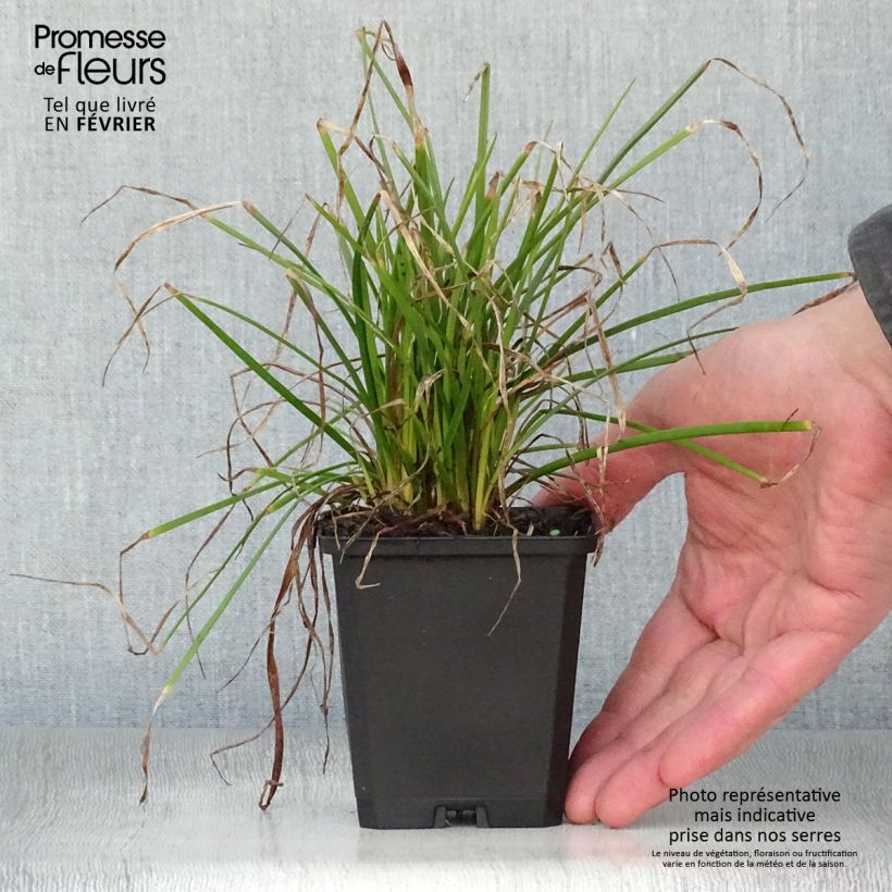 Amostra de Kniphofia Red Rocket - Tison de satan Red Rocket Vaso de 8/9 cm tal como entregue no inverno