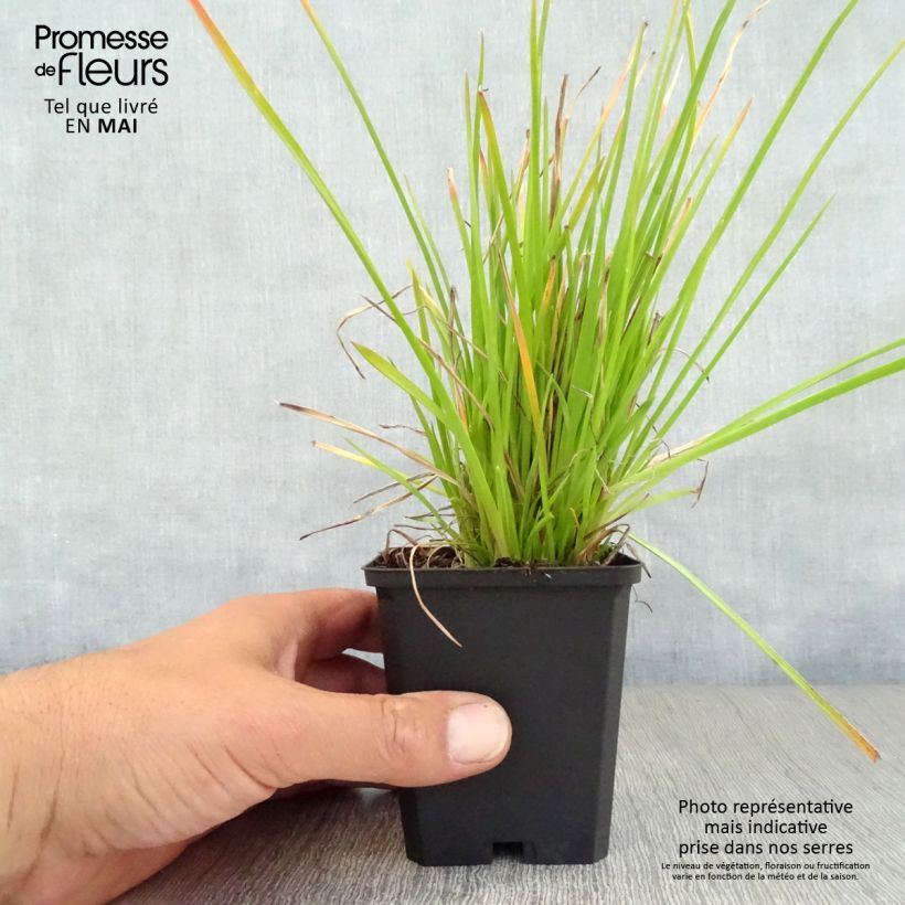 Amostra de Kniphofia Red Rocket Vaso de 8/9 cm tal como entregue na primavera