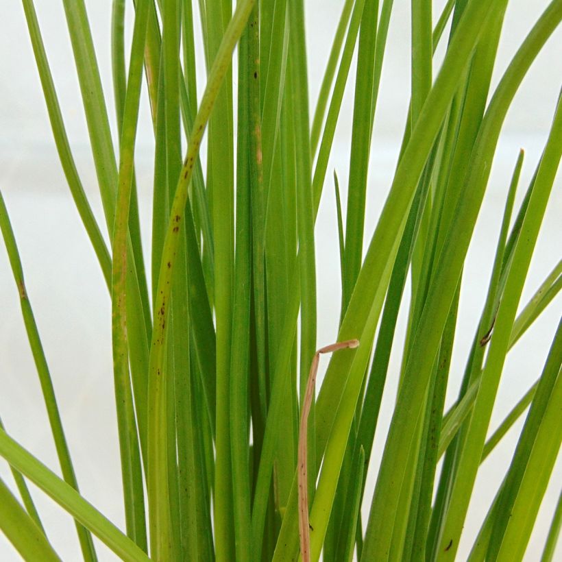 Kniphofia Redhot Popsicle (Folhagem)