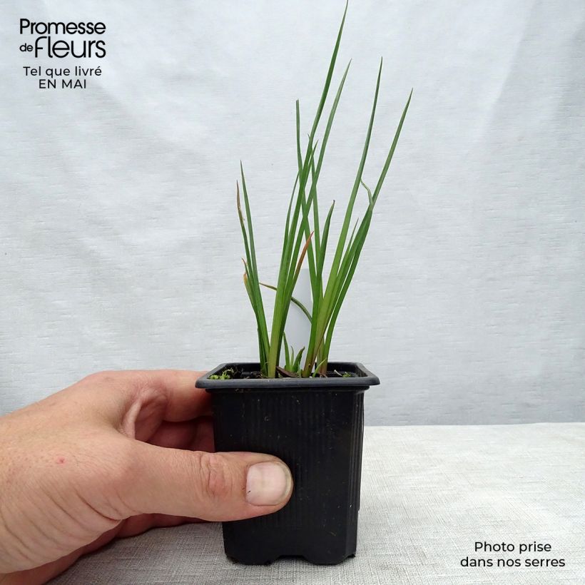 Amostra de Kniphofia Redhot Popsicle Vaso de 8/9 cm tal como entregue na primavera