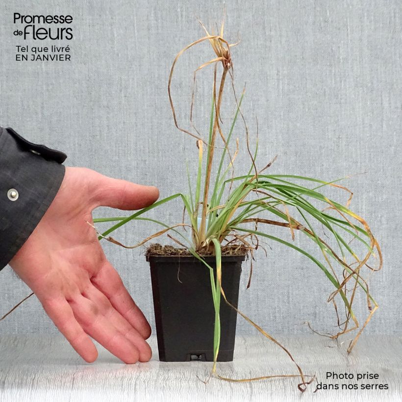 Amostra de Kniphofia Redhot Popsicle - Tritoma Vaso de 8/9 cm tal como entregue no inverno