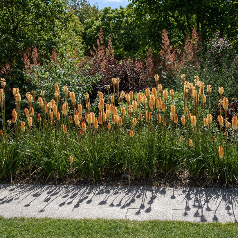 Kniphofia Tawny King (Hábito)