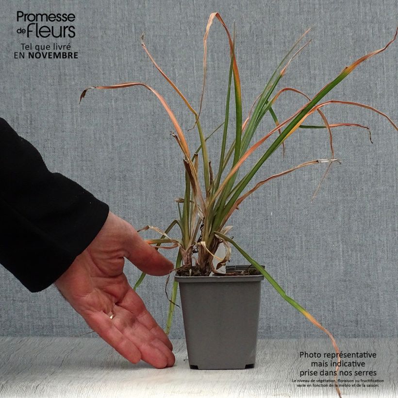 Amostra de Kniphofia Tawny King Vaso de 8/9 cm tal como entregue no outono