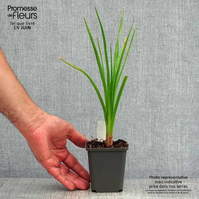 Amostra de Kniphofia Tawny King Vaso de 8/9 cm tal como entregue no verão