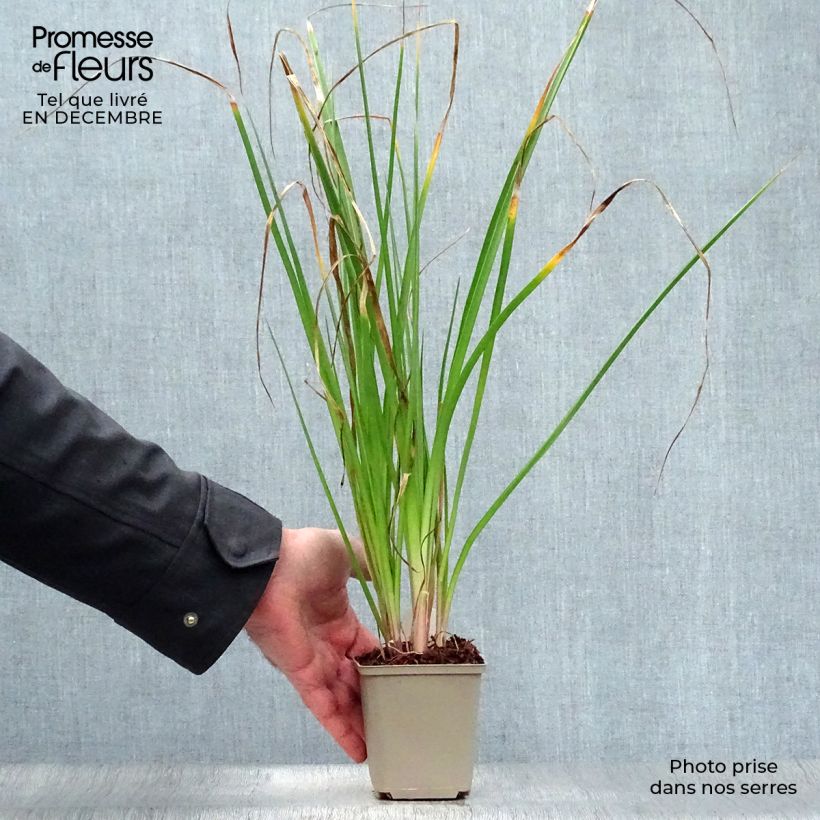 Amostra de Kniphofia Tawny King - Tritoma  Vaso de 8/9 cm tal como entregue no inverno