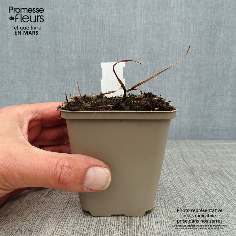 Amostra de Kniphofia Tawny King Vaso de 8/9 cm tal como entregue na primavera