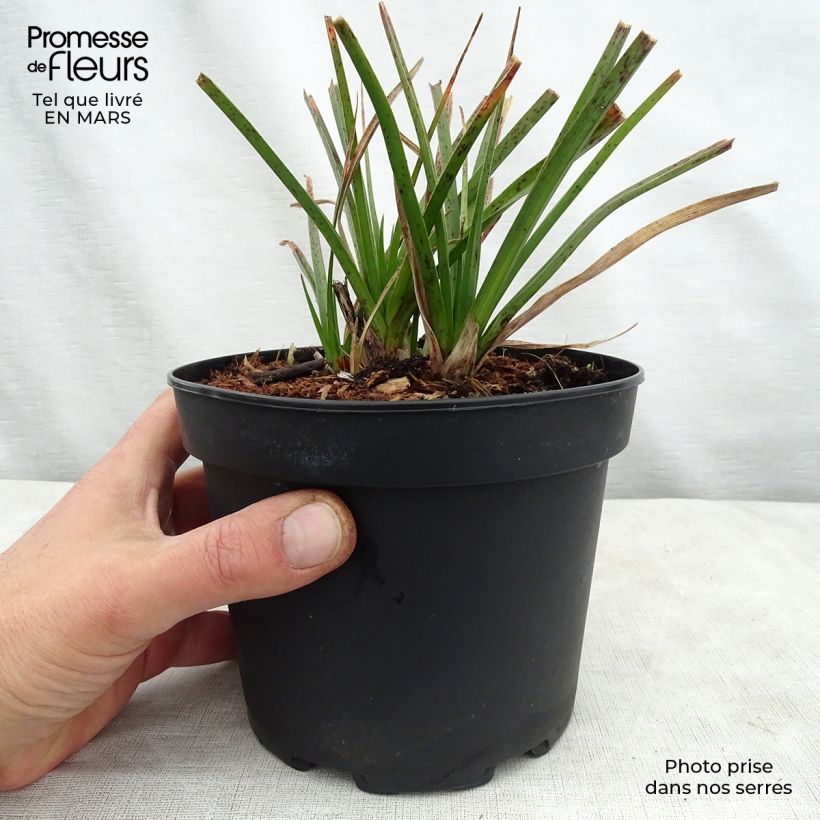 Amostra de Kniphofia Tawny King - Tritoma  Vaso de 2 L/3 L tal como entregue na primavera