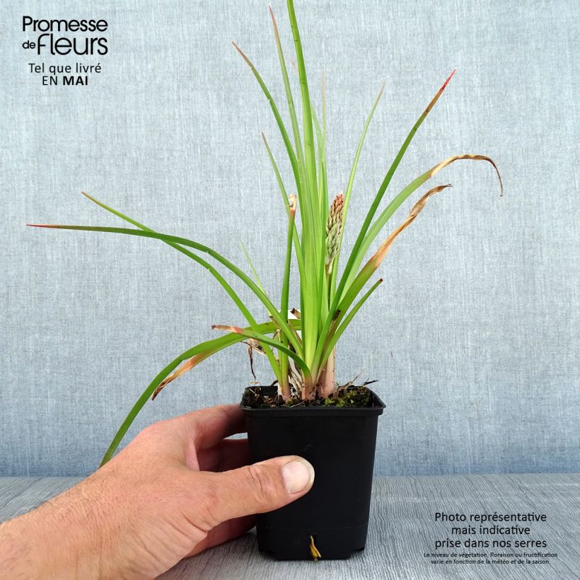 Amostra de Kniphofia Traffic Lights Vaso de 8/9 cm tal como entregue na primavera