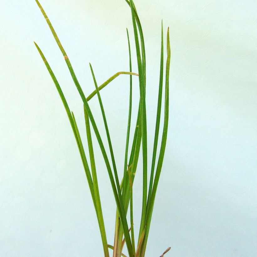 Kniphofia Vanilla (Folhagem)