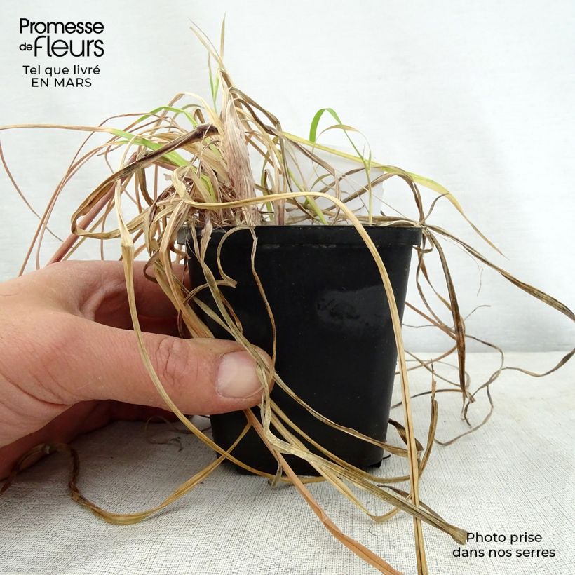 Amostra de Kniphofia Vanilla Vaso de 8/9 cm tal como entregue na primavera