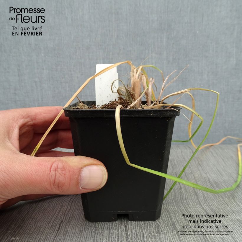 Amostra de Kniphofia Vanilla - Tritoma Vaso de 8/9 cm tal como entregue no inverno