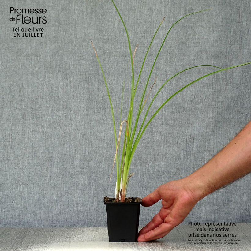 Amostra de Kniphofia Wrexham Buttercup Vaso de 8/9 cm tal como entregue no verão