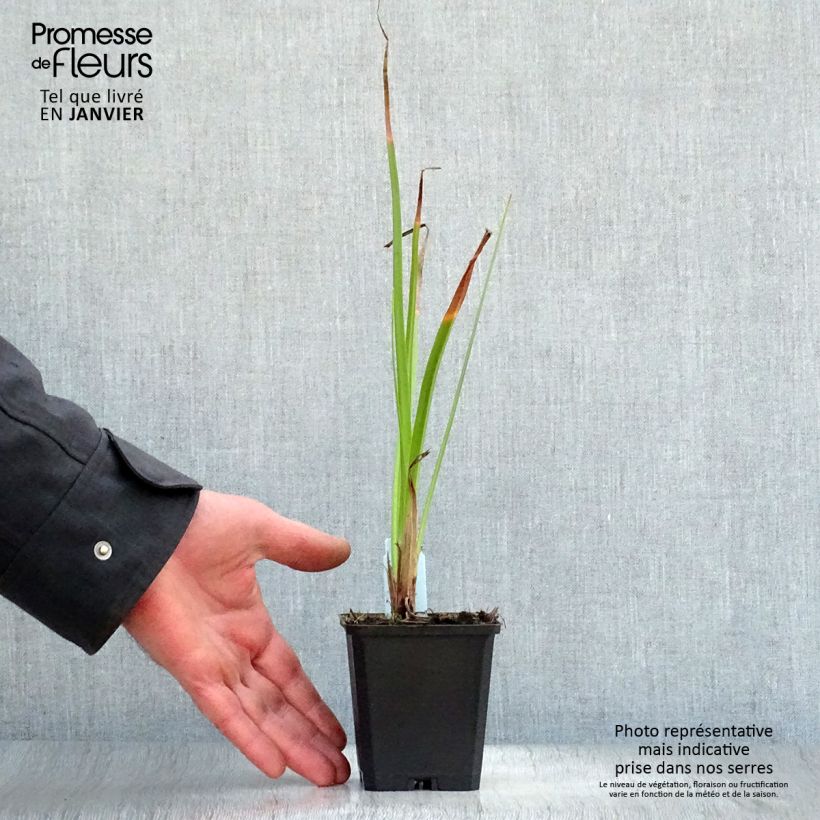 Amostra de Kniphofia Wrexham Buttercup - Tritoma Wrexham Buttercup Vaso de 8/9 cm tal como entregue no inverno