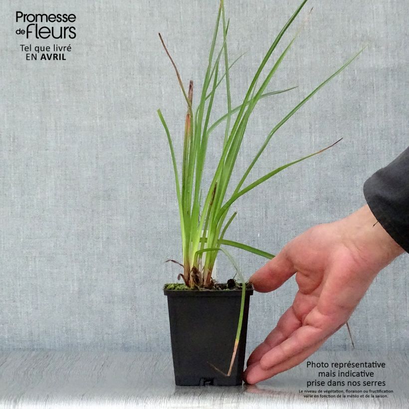 Amostra de Kniphofia Wrexham Buttercup Vaso de 8/9 cm tal como entregue na primavera