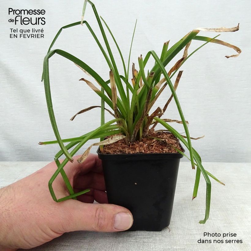 Amostra de Kniphofia citrina Vaso de 8/9 cm tal como entregue no inverno