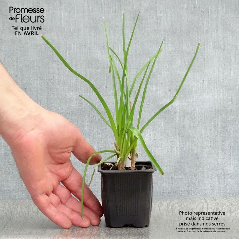 Amostra de Kniphofia citrina Vaso de 8/9 cm tal como entregue na primavera