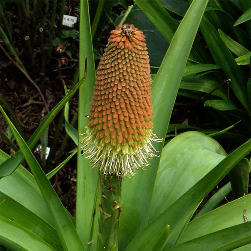 Kniphofia northiae (Floração)
